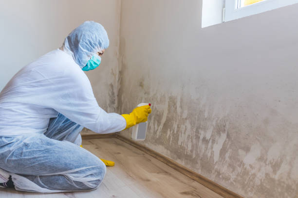 Attic Mold Removal in Panama City, FL