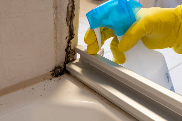 Best Mold Damage Repair  in Panama City, FL