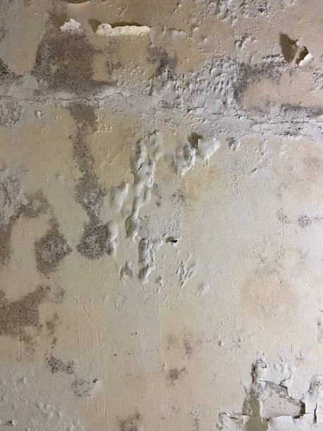 Best Office Mold Removal Services  in Panama City, FL