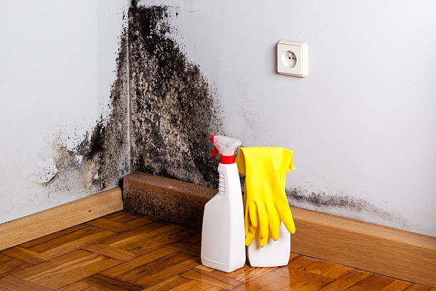 Best Residential Mold Removal  in Panama City, FL