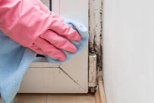 Best Fast Mold Removal  in Panama City, FL